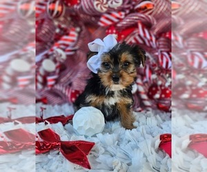 Yorkshire Terrier Puppy for sale in INDIANAPOLIS, IN, USA