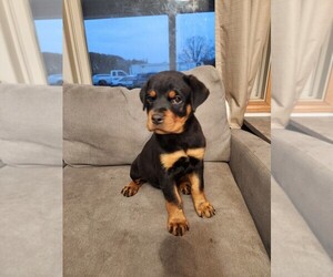 Rottweiler Puppy for sale in AVILLA, IN, USA