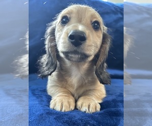 Dachshund Puppy for sale in MEMPHIS, TN, USA