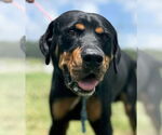 Small Rottweiler
