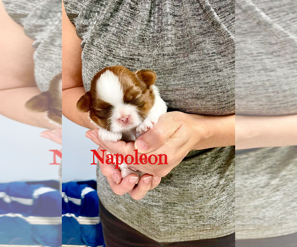 Medium Photo #1 Shih Tzu Puppy For Sale in SUGAR HILL, GA, USA