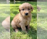 Small #1 Golden Retriever