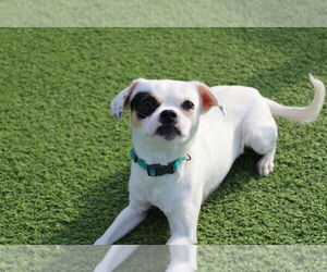 Chihuahua-Unknown Mix Dogs for adoption in Chestertown, MD, USA