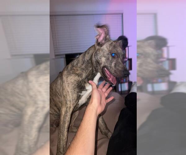 Medium Photo #2 American Staffordshire Terrier-Unknown Mix Puppy For Sale in San Antonio, TX, USA