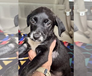 Mutt Dogs for adoption in Jefferson, NJ, USA