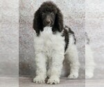 Small #2 Poodle (Standard)