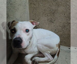 Mutt Dogs for adoption in St. Cloud, FL, USA