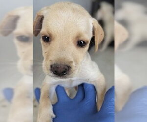 Labrador Retriever Dogs for adoption in Houston, TX, USA