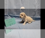 Image preview for Ad Listing. Nickname: Jasper