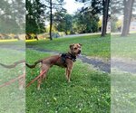 Small #25 American Pit Bull Terrier-Jack Russell Terrier Mix