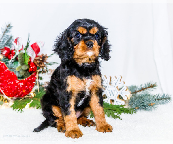 Medium Photo #46 Cavalier King Charles Spaniel Puppy For Sale in WAKARUSA, IN, USA