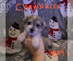 Small Photo #2 Chizer Puppy For Sale in MONTEZUMA, GA, USA