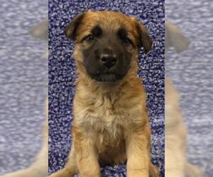 Mutt Dogs for adoption in Thief River Falls, MN, USA
