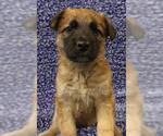 Small Mutt
