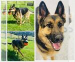 Small #1 German Shepherd Dog