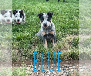 Australian Cattle Dog Puppy for sale in ALBUQUERQUE, NM, USA