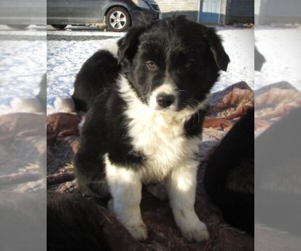Medium Photo #3 Border Collie Puppy For Sale in LUBLIN, WI, USA