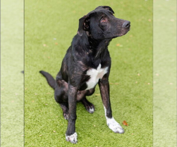 Medium Photo #7 Labrador Retriever-Unknown Mix Puppy For Sale in Canton, CT, USA