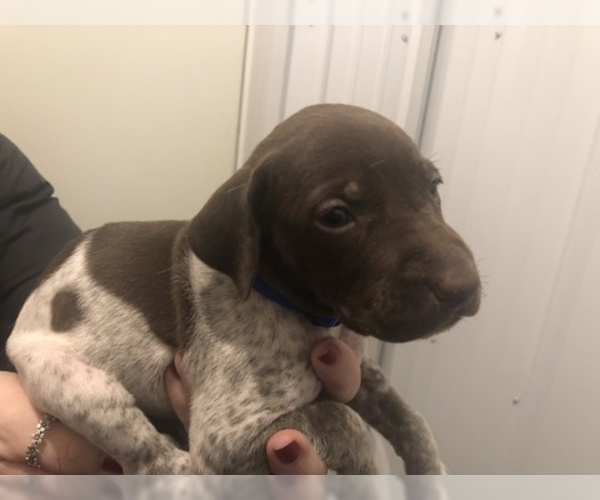 Medium Photo #3 German Shorthaired Pointer Puppy For Sale in PERRY, KS, USA