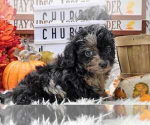 Aussiedoodle Miniature  Puppy for sale in COLLEGE STA, TX, USA