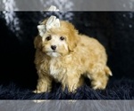 Small #5 Maltipoo