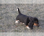 Small #6 Basset Hound