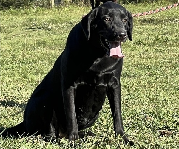 Medium Photo #1 Labrador Retriever Puppy For Sale in NEOLA, WV, USA