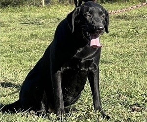 Mother of the Labrador Retriever puppies born on 04/17/2026