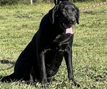 Small Photo #1 Labrador Retriever Puppy For Sale in NEOLA, WV, USA