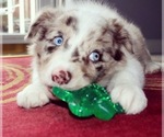Small Photo #40 Border Collie Puppy For Sale in STRAFFORD, MO, USA