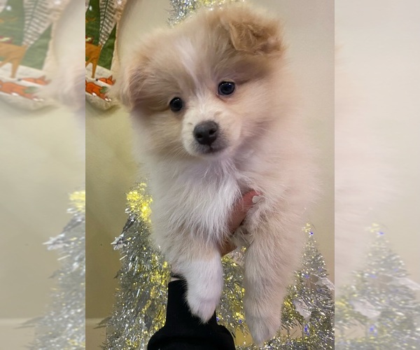 Medium Photo #5 Pomeranian Puppy For Sale in FAIRFIELD, CA, USA