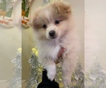 Small Photo #5 Pomeranian Puppy For Sale in FAIRFIELD, CA, USA