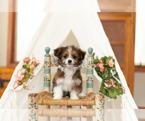 Maltese Puppy for sale in WARSAW, IN, USA