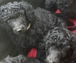 Small Photo #2 Poodle (Standard) Puppy For Sale in ASHLAND CITY, TN, USA