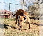 Small #6 Boxer-Staffordshire Bull Terrier Mix
