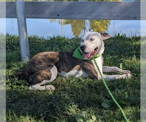 Grafix - Male American Pit Bull Terrier-Unknown Mix Dog for Adoption - Photo #2