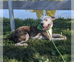 Small Photo #2 American Pit Bull Terrier-Unknown Mix Puppy For Sale in Germantown, OH, USA