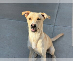 Labrador Retriever Dogs for adoption in Tulsa, OK, USA