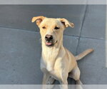 Small Labrador Retriever