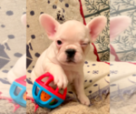 Small Photo #2 French Bulldog Puppy For Sale in MEDFORD, OR, USA