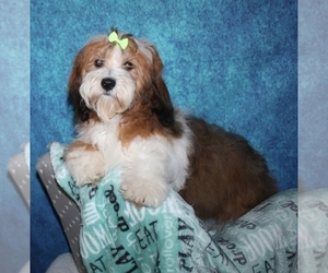 Mother of the Havanese puppies born on 05/09/2023