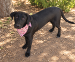 Small Photo #2 Labrador Retriever-Unknown Mix Puppy For Sale in Phoenix, AZ, USA