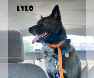 Lylo - Male Akita Dog for Adoption - Photo #2