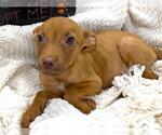Small #1 Labrador Retriever Mix