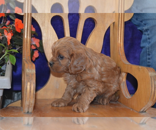 Medium Photo #10 Cavapoo Puppy For Sale in GREENWOOD, WI, USA