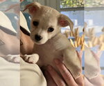 Small Chihuahua Mix