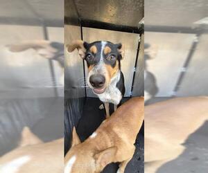 Australian Shepherd Dogs for adoption in San Antonio, TX, USA