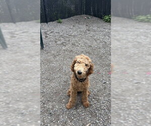 Poodle (Standard)-Unknown Mix Dogs for adoption in Elmsford, NY, USA