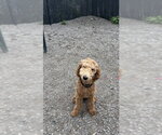 Small Poodle (Standard) Mix