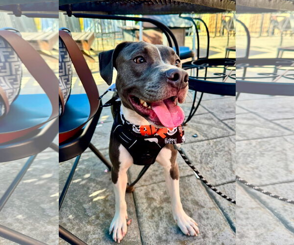 Medium Photo #4 American Pit Bull Terrier-Unknown Mix Puppy For Sale in Germantown, OH, USA